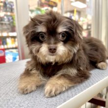 かわいいチョコレートカラー🍫💝ミックス犬(チワワ✖️トイプードル)女の子