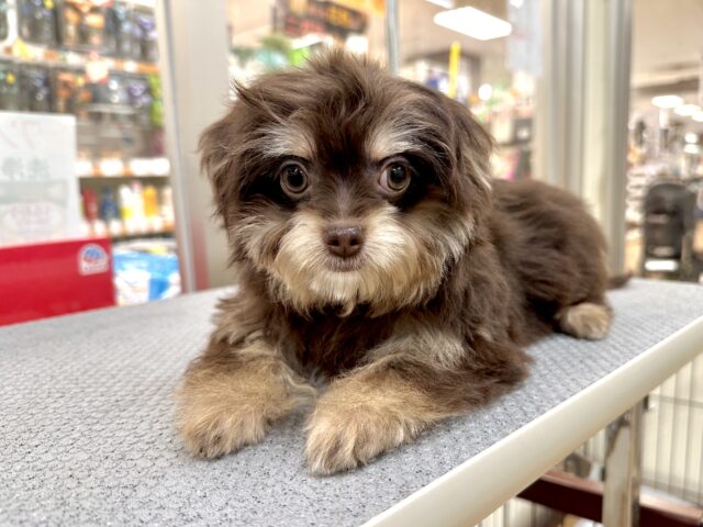 かわいいチョコレートカラー🍫💝ミックス犬(チワワ✖️トイプードル)女の子