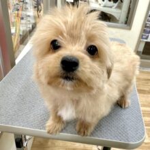 おっとり🧸🌙チワプーくん