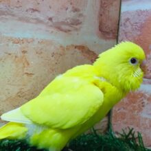 ひよこちゃんアイドル登場🔥🐤🐣　セキセイインコ（ルチノー）