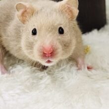 おっとりおだやかなレアなハムちゃんだよ🐹