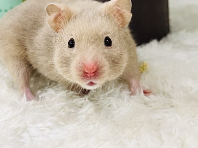 おっとりおだやかなレアなハムちゃんだよ🐹