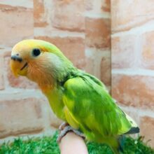 色とりどりのコザクラちゃんがやってきましたよ～💙💚💛　コザクラインコ（タイガーチェリー）