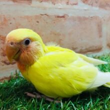 明るい色合いが魅力的💛💛　コザクラインコ（ルチノー）