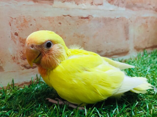 明るい色合いが魅力的💛💛　コザクラインコ（ルチノー）