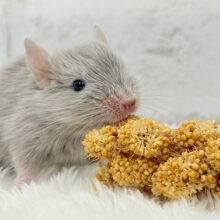 癒し系アイドル🐭🫧デグー(シルバー) 女の子