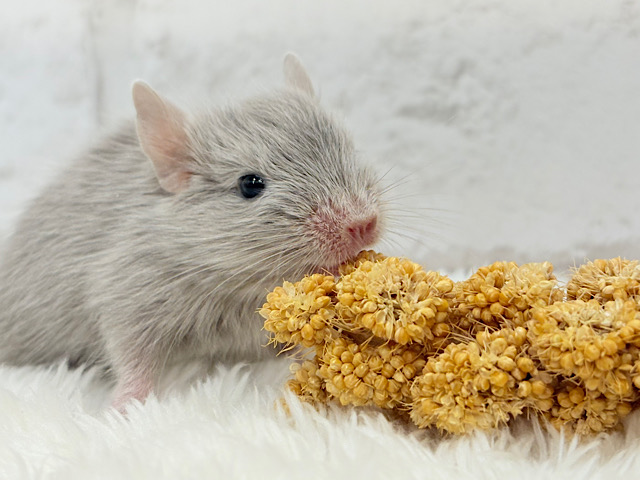 癒し系アイドル🐭🫧デグー(シルバー) 女の子