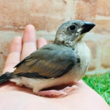 桜文鳥さんがやってきましたよ～🎵🎵
