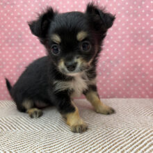 しっぽブンブン💗おもちゃブンブンだよ〜🌟チワワの女のコきました〜✨