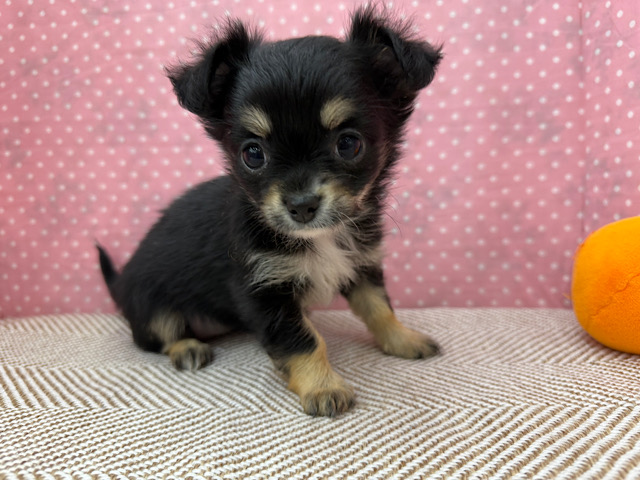 しっぽブンブン💗おもちゃブンブンだよ〜🌟チワワの女のコきました〜✨