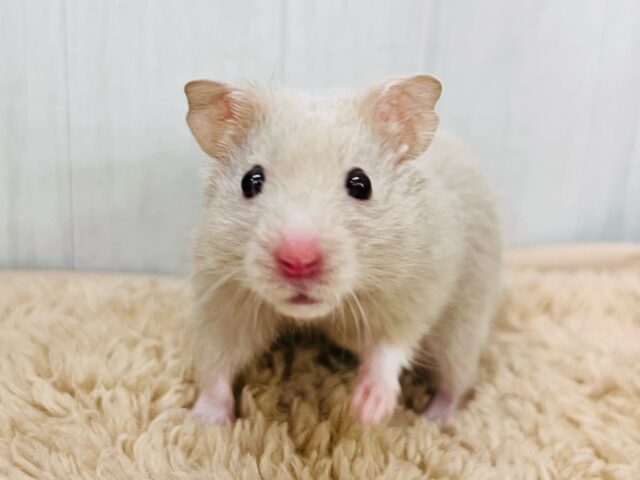 掘り掘り大好き♡激レア‼︎ダヴカラーのゴールデンハムスター君🐹