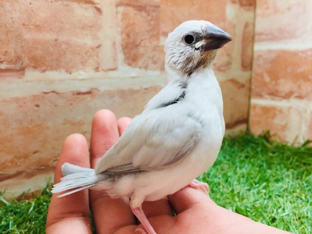 大人気！！シルバー文鳥さんがやってきましたよ～✨✨
