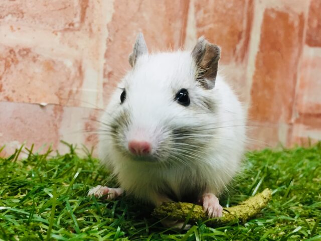 可愛さ全開！！💗💗💗💗💗　デグー（サンドパイド）