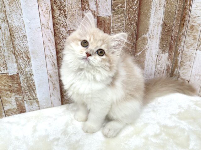 女子感あふれるスコティッシュちゃん🧡2025年9月7日生まれ　女の子