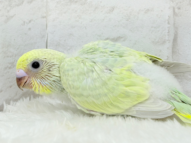 わくわく‪☆将来が楽しみ🐣🍬セキセイインコ(パステルカラーレインボー) ヒナ