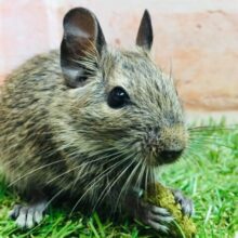 好奇心旺盛！！🔥🔥🔥　デグー（アグーチ）