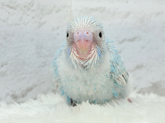 ひと足早めのわた毛マフラー🧣･*セキセイインコ(スパングル) ヒナ