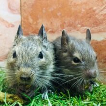 【☆期間延長☆】デグーフェア開催！！💛💛💛