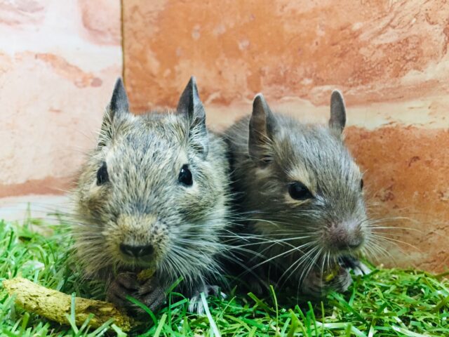 【☆期間延長☆】デグーフェア開催！！💛💛💛