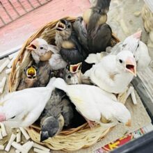 文鳥の詰め合わせ⁈文鳥フェア〜🪽
