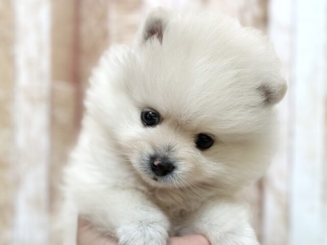 ふわふわポメラニアンくん🤍2025年9月20日生まれ　男の子