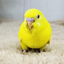 幸せを呼ぶ卵焼き?🥚💛もふもふセキセイインコ（ルチノー）