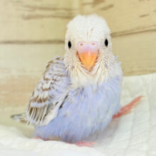 可愛さ120%💗セキセイインコ(シナモンオパーリン) ヒナ