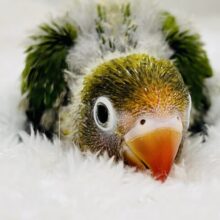 華やかで奇抜な個性派🌼キエリボタンインコの雛入舎しましたぁー！