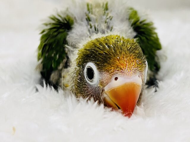 華やかで奇抜な個性派🌼キエリボタンインコの雛入舎しましたぁー！