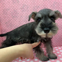 嬉しくて嬉しくて耳がペターン💓ミニチュアシュナウザーの女のコきました〜💫