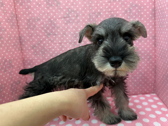 嬉しくて嬉しくて耳がペターン💓ミニチュアシュナウザーの女のコきました〜💫