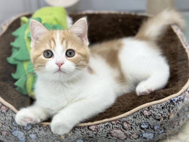 12/9最新🎥まんまるマンチカンくん🧡2025年9月13日生まれ　男の子