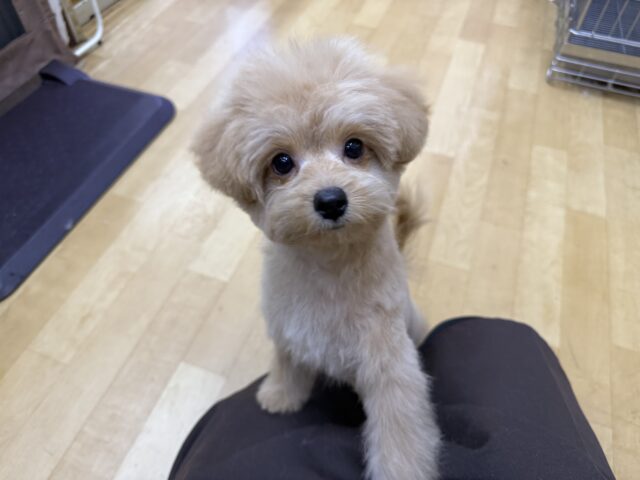 最新画像更新しました🌟おもちゃ大好きな人懐っこい超甘えん坊💗ハーフ犬(ポメラニアン✖️トイプードル)の男のコきました🌟