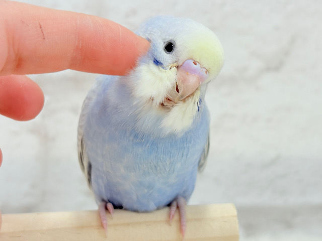 【最新画像・動画更新🪄】パープルの不思議な魅力🐣🪻🫧セキセイインコ(パステルレインボー) ヒナ