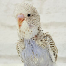 【最新画像更新🪄】ふんわり優しい色合い🫧ジャンボセキセイインコ(ノーマル) ヒナ