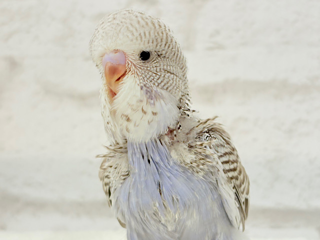 【最新画像更新🪄】ふんわり優しい色合い🫧ジャンボセキセイインコ(ノーマル) ヒナ