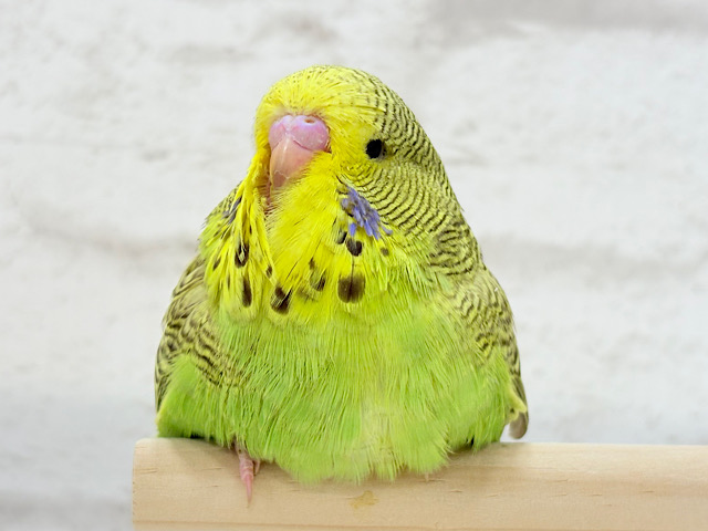 【最新画像更新🪄】魅力的すぎるボディ🐥💗ジャンボセキセイインコ(ノーマル) ヒナ