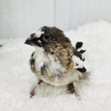 昆布ﾓﾘﾓﾘおにぎり🍙ﾐｰﾐｰ♫十姉妹✨