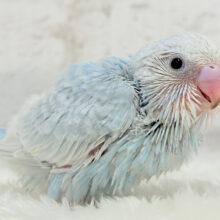 にっこり笑顔がチャームポイント🥰🪽‪セキセイインコ(スパングル) ヒナ