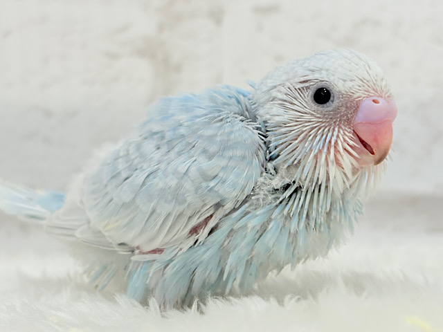 にっこり笑顔がチャームポイント🥰🪽‪セキセイインコ(スパングル) ヒナ