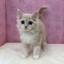 甘々な美人ちゃん💗人懐っこい性格🌟サイベリアンの女のコきました💫