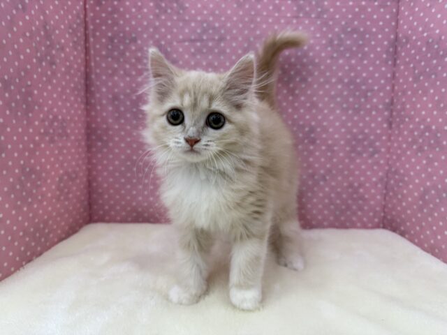 甘々な美人ちゃん💗人懐っこい性格🌟サイベリアンの女のコきました💫