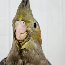 ﾆｺ♡と微笑む🎶真っ黒くろすけ👀オカメインコ（ノーマル）