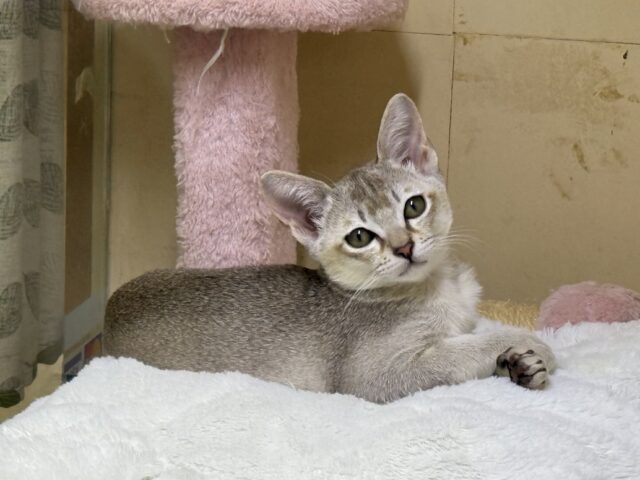 小さな妖精🧚‍♀️💫甘ったれなシンガプーラの男のコきました〜💫