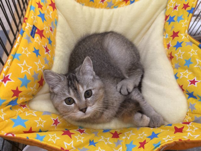 控えめな甘えん坊さん💗遊ぶとスイッチとまらないよぉ🎶 *スコティッシュフォールドの女のコきました🌟