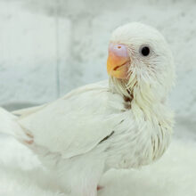 【最新画像更新🪄】キラッキラおめめ♡セキセイインコ(アルビノ) ヒナ
