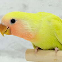 【最新画像更新🪄】ピュアピュア🍬フレッシュ果実🍋🫧コザクラインコ(ゴールデンチェリー) ヒナ