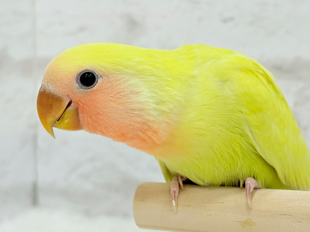 【最新画像更新🪄】ピュアピュア🍬フレッシュ果実🍋🫧コザクラインコ(ゴールデンチェリー) ヒナ