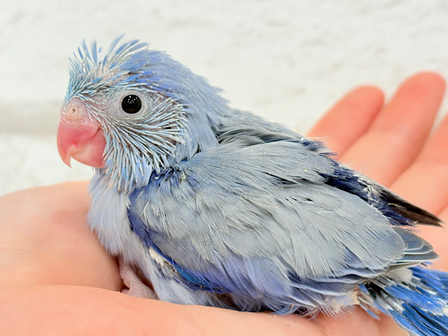 ベビーフェイスに一目惚れ🏹💗 ̖́-マメルリハ(コバルト) ヒナ 男の子