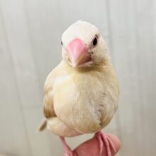 冬はカフェラテにモンブランはいかが？シナモン文鳥☕️